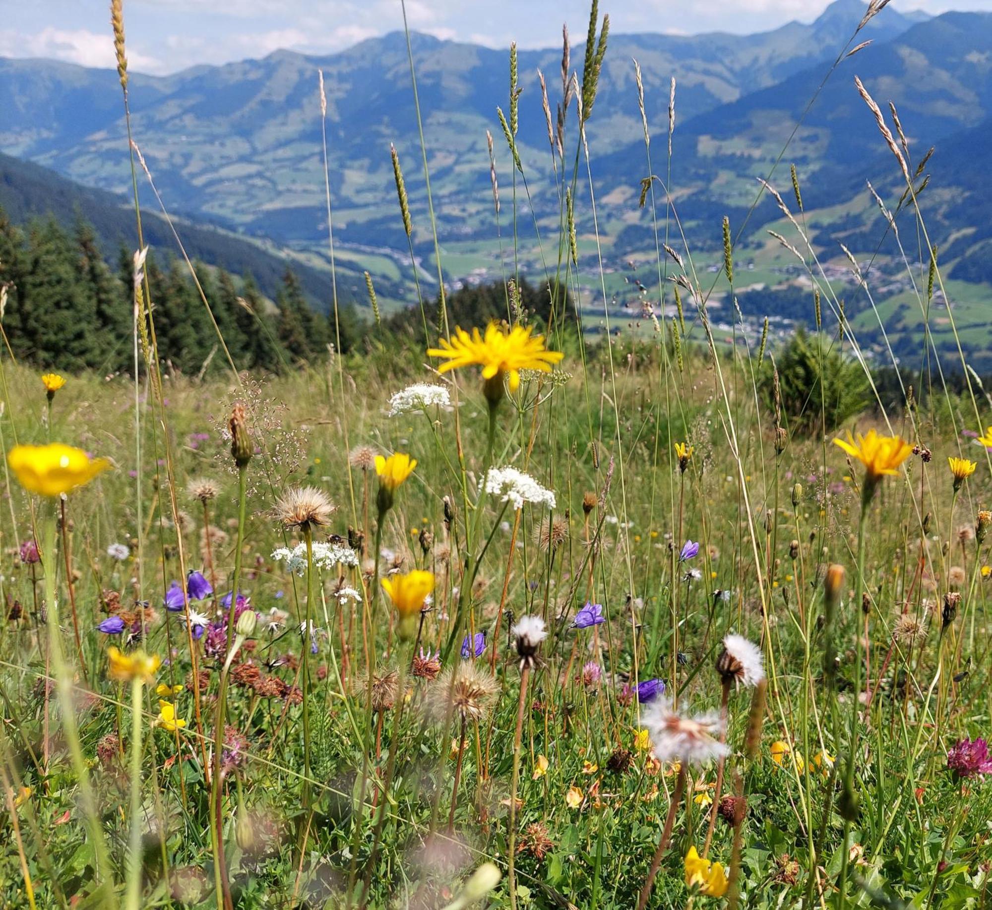 Angererhof